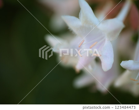 The pretty Abelia flower blooming in October The pretty Abelia flower blooming in October 123484473