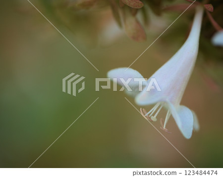 十月盛開的美麗的六道木花 十月盛開的美麗的六道木花 123484474