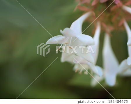 十月盛開的美麗的六道木花 十月盛開的美麗的六道木花 123484475