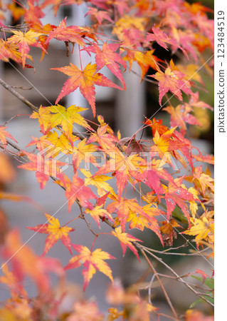 赤山禪院、延歷寺分院(避邪之神)、修學院、京都市左京區、紅葉 赤山禪院、延歷寺分院(避邪之神)、修學院、京都市左京區、紅葉 123484519