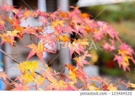 赤山禪院、延歷寺分院（避邪之神）、修學院、京都市左京區、紅葉 123484520