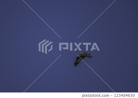 魚鷹飛翔找獵物 123484630