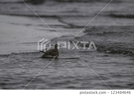 一隻大磯鷸出現在海岸上 一隻大磯鷸出現在海岸上 123484646