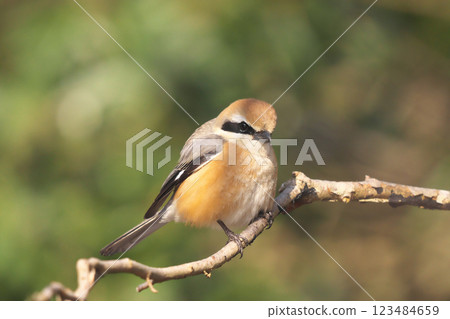 伯勞 伯勞 123484659