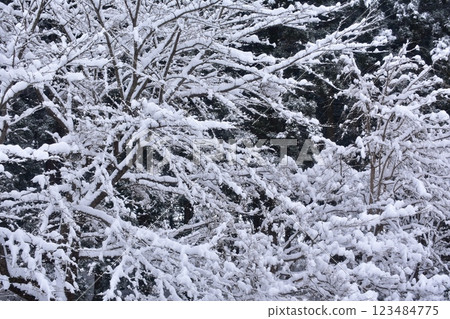 溫柔冬日 123484775