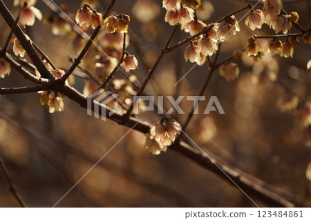 洛白花 洛白花 123484861