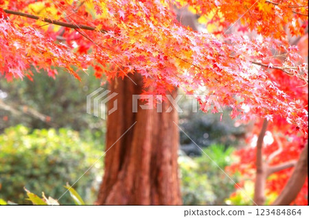 秋天的樹葉 123484864