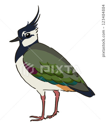 Illustration of a female lapwing Illustration of a female lapwing 123484884
