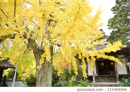 Ginkgo trees at Hashima Ichijoji 123484946