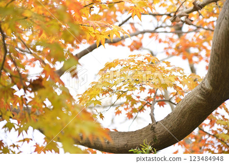 Ginkgo trees at Hashima Ichijoji 123484948