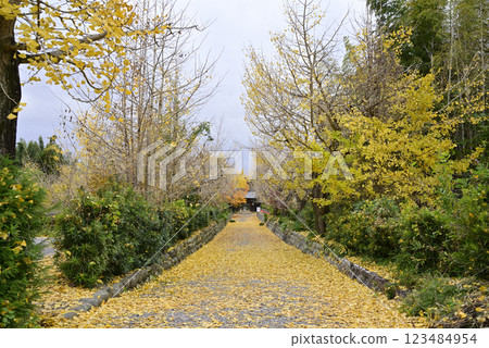 Ginkgo trees at Hashima Ichijoji Ginkgo trees at Hashima Ichijoji 123484954