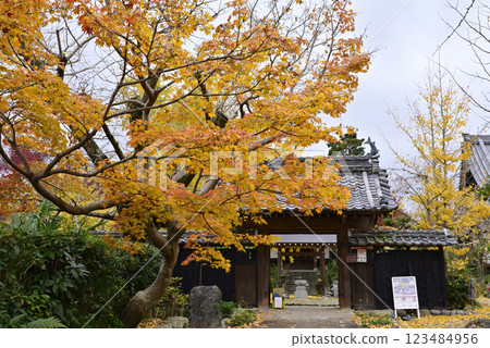 Ginkgo trees at Hashima Ichijoji Ginkgo trees at Hashima Ichijoji 123484956