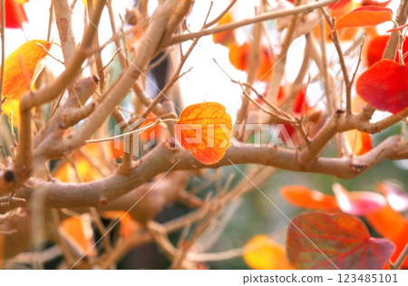 Poplar leaves in autumn 123485101