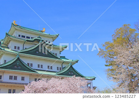 愛知縣名古屋市櫻花盛開和名古屋城的景色 123485227