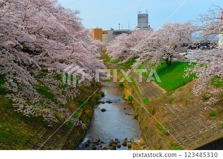 奈良縣櫻井市的櫻花盛開 奈良縣櫻井市的櫻花盛開 123485310