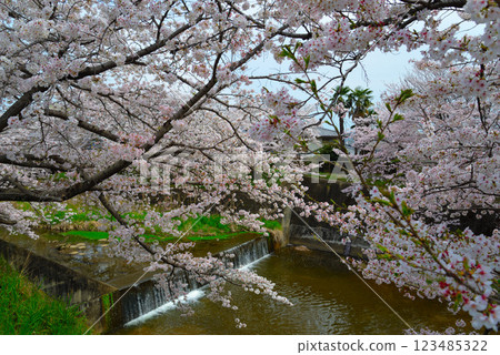 Cherry blossoms in full bloom in Sakurai City, Nara Cherry blossoms in full bloom in Sakurai City, Nara 123485322