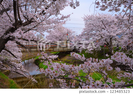 奈良縣櫻井市的櫻花盛開 奈良縣櫻井市的櫻花盛開 123485323