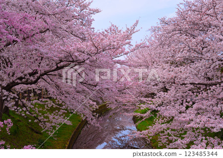 奈良縣櫻井市的櫻花盛開 123485344