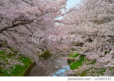 Cherry blossoms in full bloom in Sakurai City, Nara 123485345