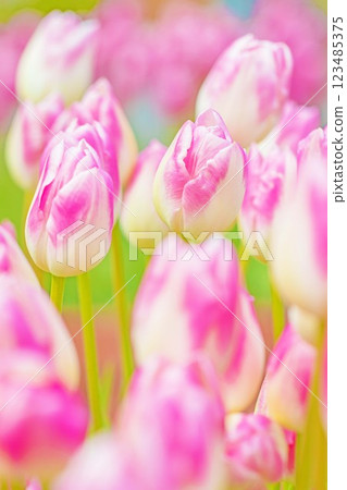 Flowers around the house, various in the four seasons. Beautiful early-blooming tulips have bloomed in the flower bed of the botanical garden. Flowers around the house, various in the four seasons. Beautiful early-blooming tulips have bloomed in the flower bed of the botanical garden. 123485375