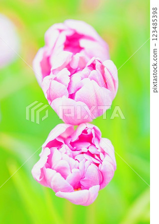 Flowers around the house, various in the four seasons. Beautiful early-blooming tulips have bloomed in the flower bed of the botanical garden. Flowers around the house, various in the four seasons. Beautiful early-blooming tulips have bloomed in the flower bed of the botanical garden. 123485398