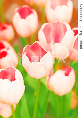 Flowers around the house, various in the four seasons. Beautiful early-blooming tulips have bloomed in the flower bed of the botanical garden. Flowers around the house, various in the four seasons. Beautiful early-blooming tulips have bloomed in the flower bed of the botanical garden. 123485425