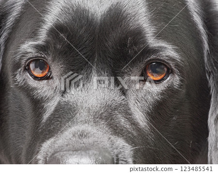 Dog's muzzle. Black Labrador Retriever macro photo. 123485541