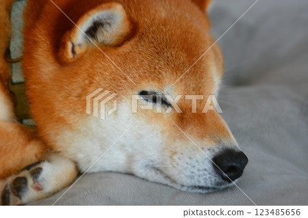 Shiba Inu 123485656