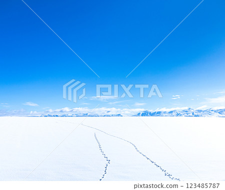 An image of a clear blue sky and wild animal footprints left on a snowy field An image of a clear blue sky and wild animal footprints left on a snowy field 123485787