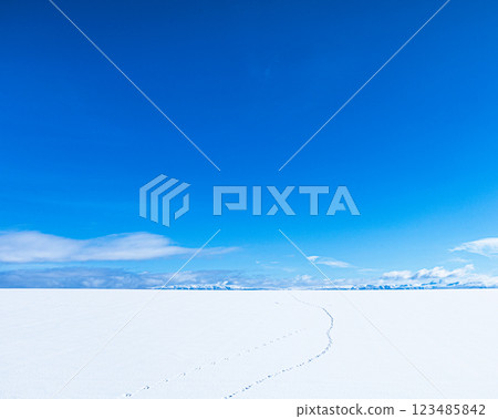 An image of a clear blue sky and wild animal footprints left on a snowy field 123485842