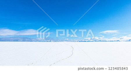An image of a clear blue sky and wild animal footprints left on a snowy field 123485843