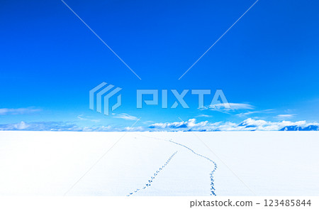一幅藍色天空和雪地上留下的野生動物足跡的圖像 123485844