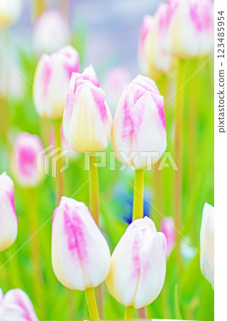 房子周圍的花朵 - 各種時令花卉 - 植物園的花壇裡盛開著美麗的早開鬱金香 123485954