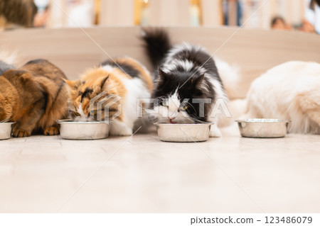 摩卡貓咖啡廳 (Cat Cafe MOCHA) 的用餐時間 摩卡貓咖啡廳 (Cat Cafe MOCHA) 的用餐時間 123486079