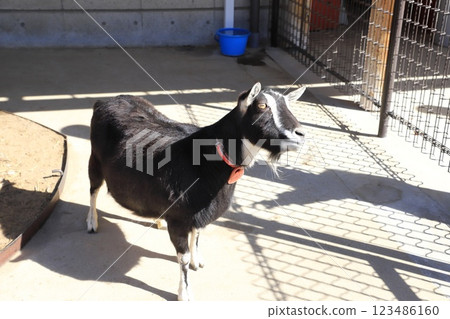 Itabashi City Children's Zoo: A goat begging for food Itabashi City Children's Zoo: A goat begging for food 123486160