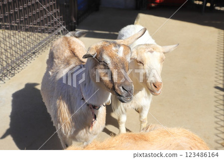Itabashi City Children's Zoo: A goat begging for food 123486164