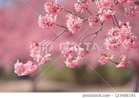 河津櫻花盛開 123486191