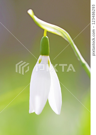 Flowers around the house, various in the four seasons, early spring white fairies, small white flowers shining in the morning sun, snowdrops 123486293
