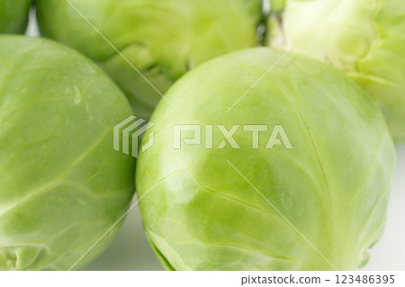 布魯塞爾新芽特寫鏡頭 布魯塞爾新芽特寫鏡頭 123486395