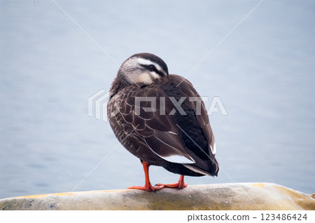Karugamo on the Yasuragi Embankment of the Shinano River 123486424