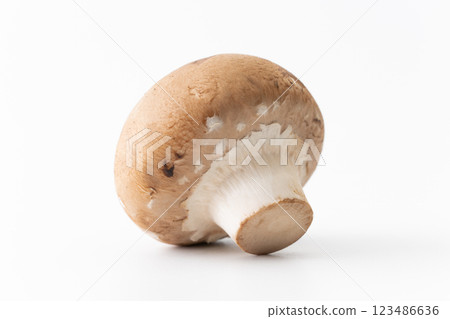 白色背景中的棕色蘑菇 123486636