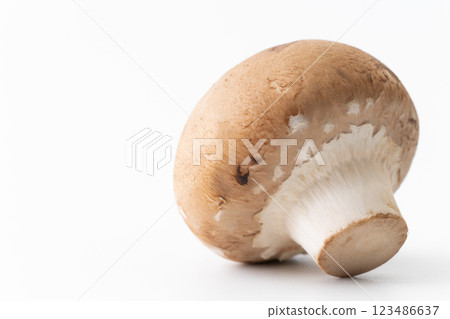 白色背景中的棕色蘑菇 123486637