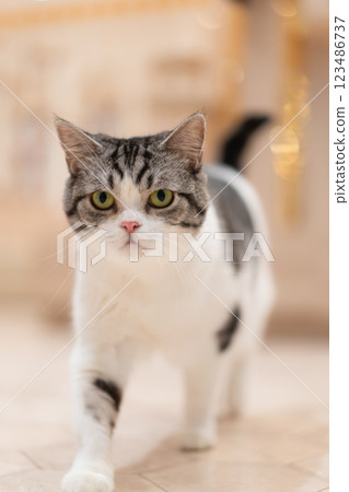 A cat walking through Cat Cafe MOCHA A cat walking through Cat Cafe MOCHA 123486737