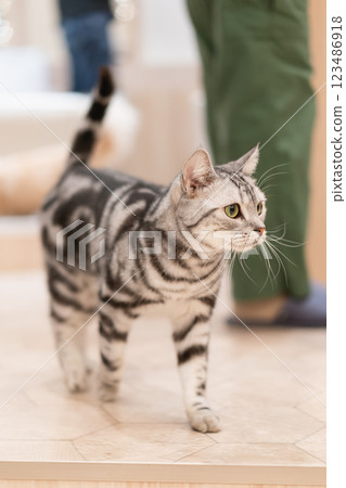 Cats at Cat Cafe MOCHA 123486918