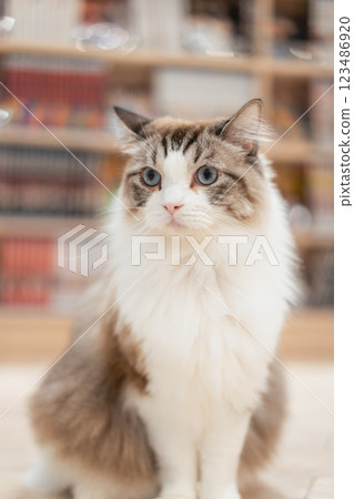 摩卡貓咪咖啡館的貓咪 123486920