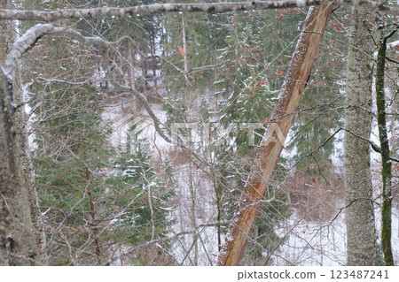 Snow and forest 123487241