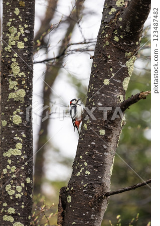 Forest scenery with a great spotted woodpecker 123487482