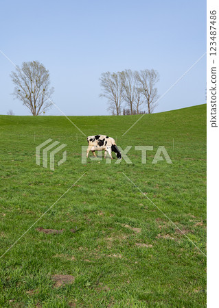 草原上的牛 123487486