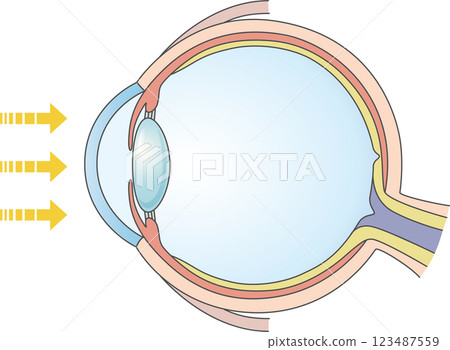Cross section of a healthy eye Cross section of a healthy eye 123487559