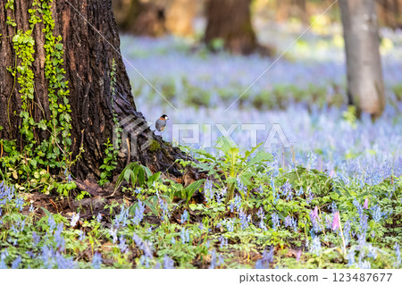 紫堇和山紫羅蘭群落的風景 123487677